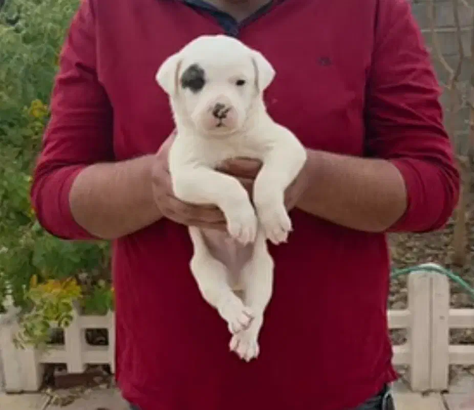 داگو|سگ|مشهد, شهرک رازی (شهرک غرب)|دیوار