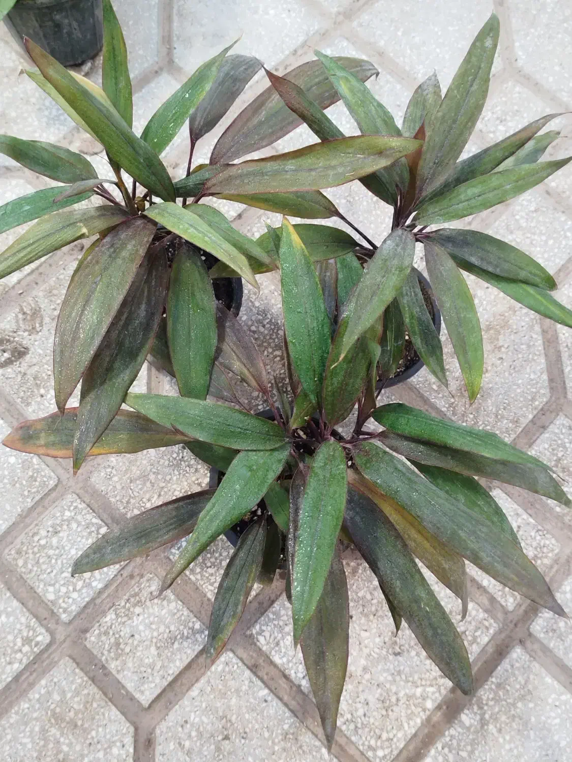 بدو که تموم شد|گل و گیاه طبیعی|سبزوار, شرق کال عیدگاه|دیوار