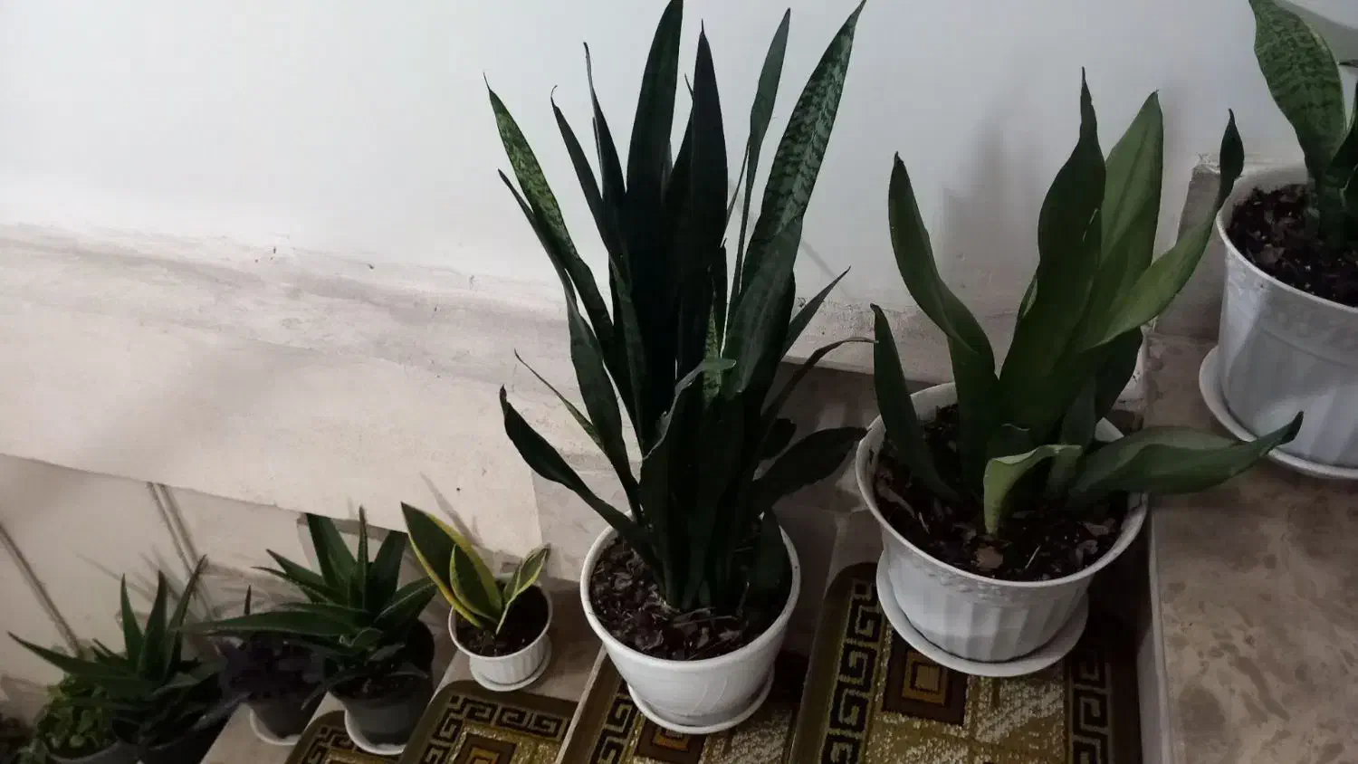 گل آپارتمانی|گل و گیاه طبیعی|لاهیجان, لیالستان|دیوار