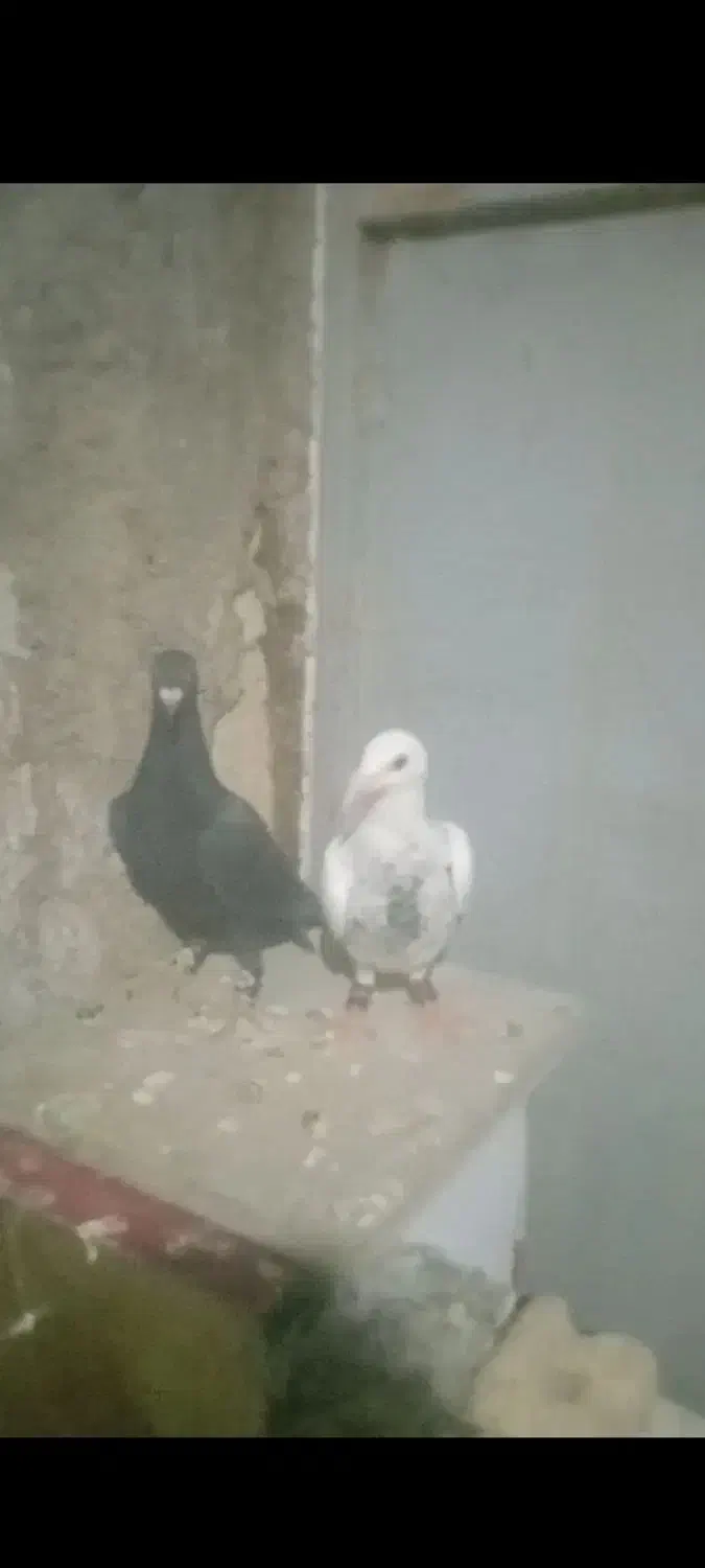 سوسکی بزک|پرنده|تربت‌حیدریه, حاجی یار‎|دیوار