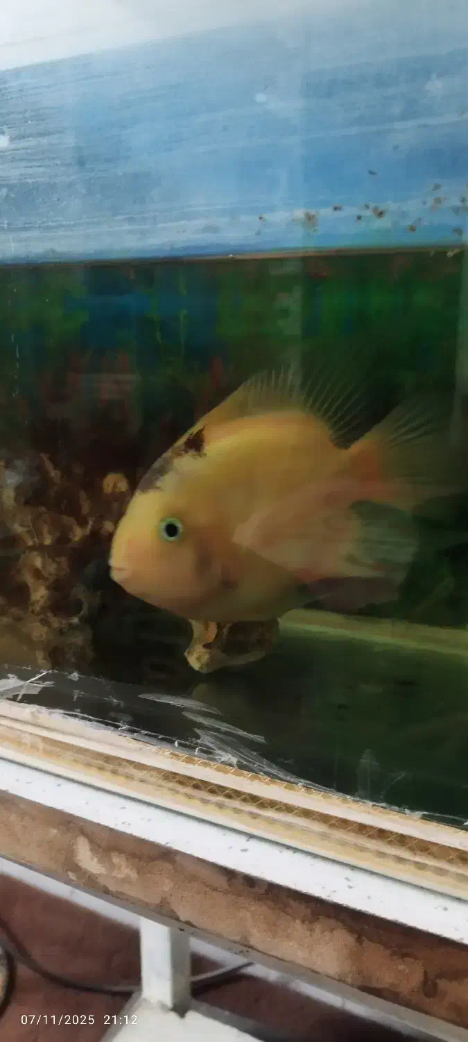 ماهی|ماهی|ری, علایین|دیوار