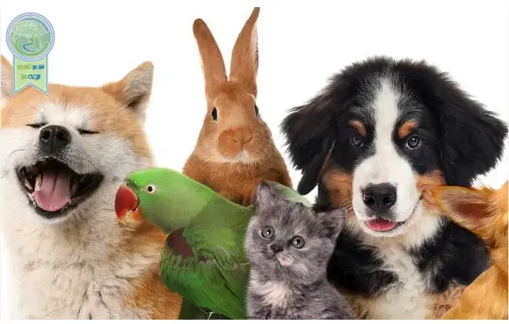 خوکچه و همستر|لوازم جانبی حیوانات|گلبهار, شهر جدید گلبهار|دیوار