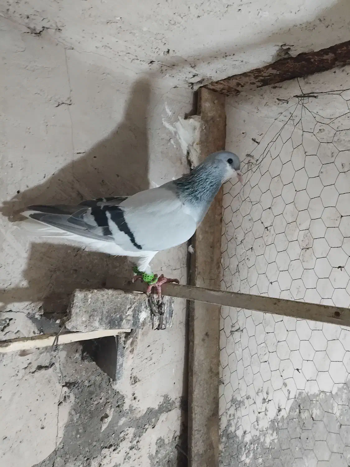 بدرنگ نر|پرنده|بوئین زهرا, |دیوار