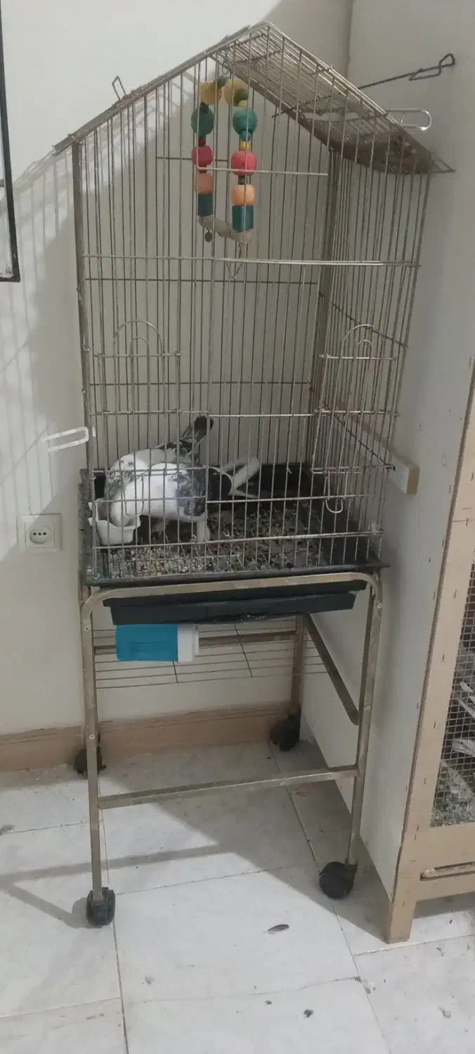 قفس پرنده|لوازم جانبی حیوانات|ماهدشت, |دیوار