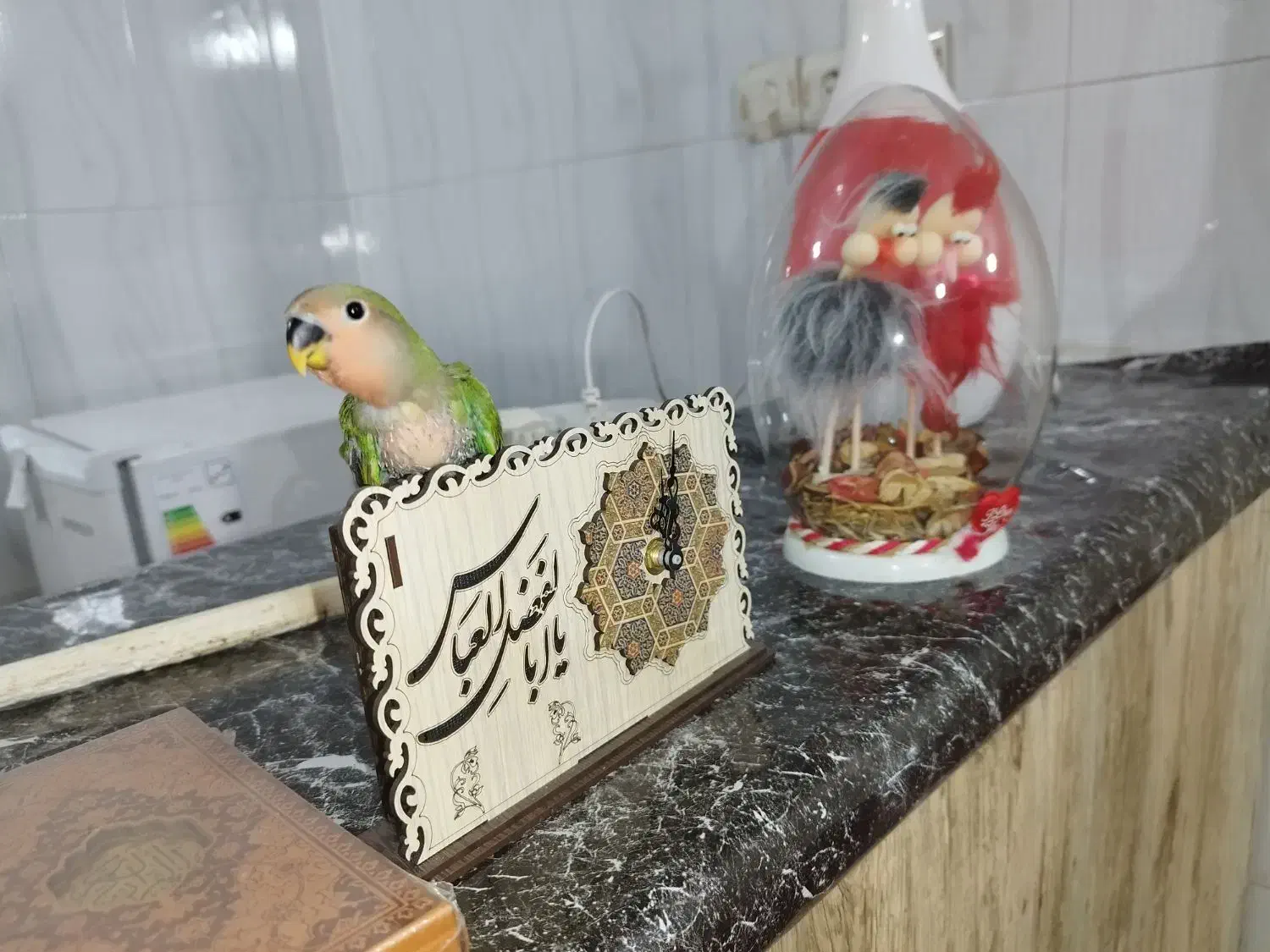 جوجه کوتوله|پرنده|زاهدان, |دیوار