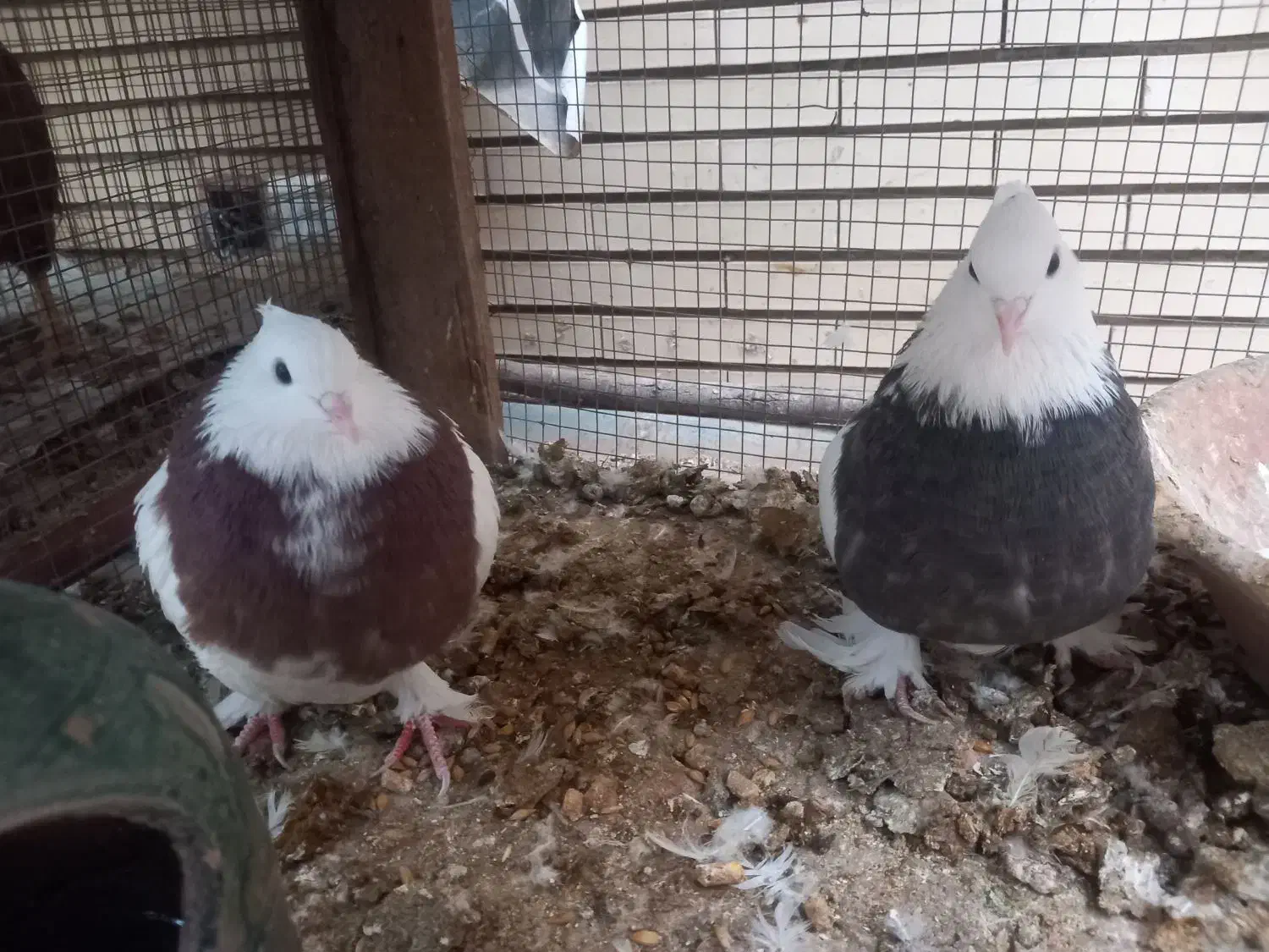 جفت کفتر طوقی|پرنده|زارچ, |دیوار