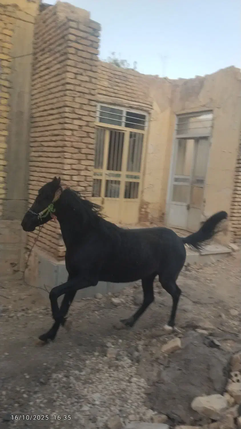 نریون دره شوری|اسب و تجهیزات اسب‌سواری|فارسان, |دیوار