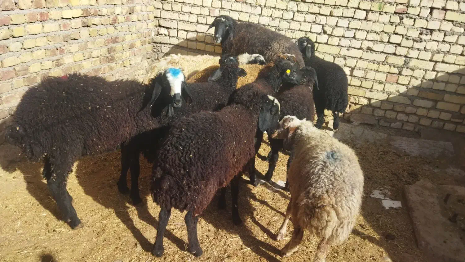 بره نر شیر مست|حیوانات مزرعه|هشتگرد, شهرک صنعتی هشتگرد|دیوار