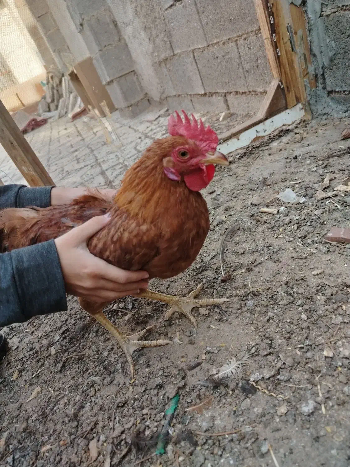 مرغ و خروس|حیوانات مزرعه|تربت جام, رضاآباد|دیوار