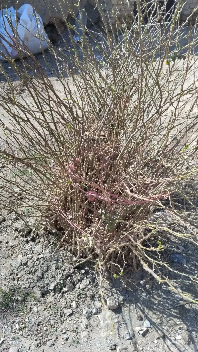 گل محمدی|گل و گیاه طبیعی|نیشابور, فضل|دیوار