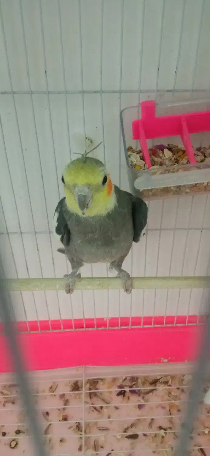 عروس هلندی سخن گو معاوضه با مرغ محلی|پرنده|بیرجند, |دیوار