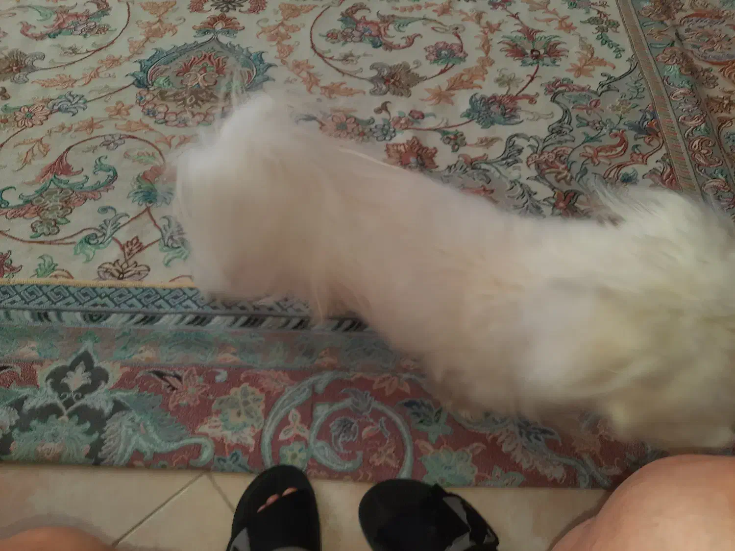 حیوانات خانگی  سگ|سگ|اصفهان, مسجد مصلی|دیوار