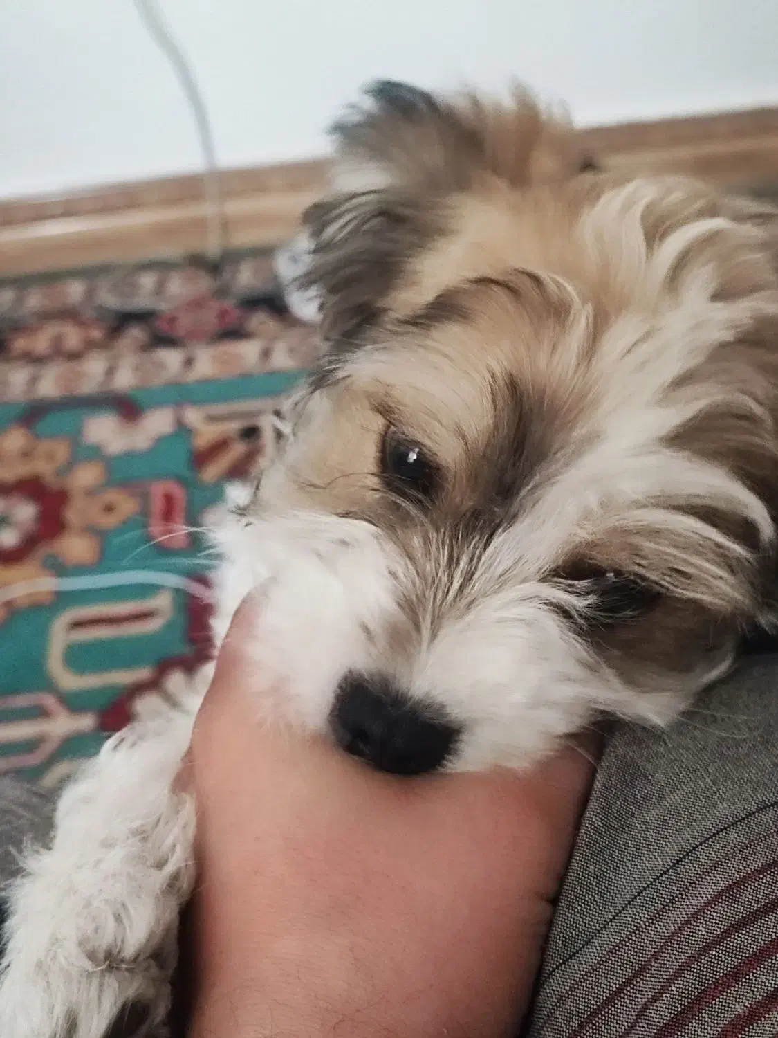 سگ بسیار باهوش و اروم|سگ|قزوین, |دیوار