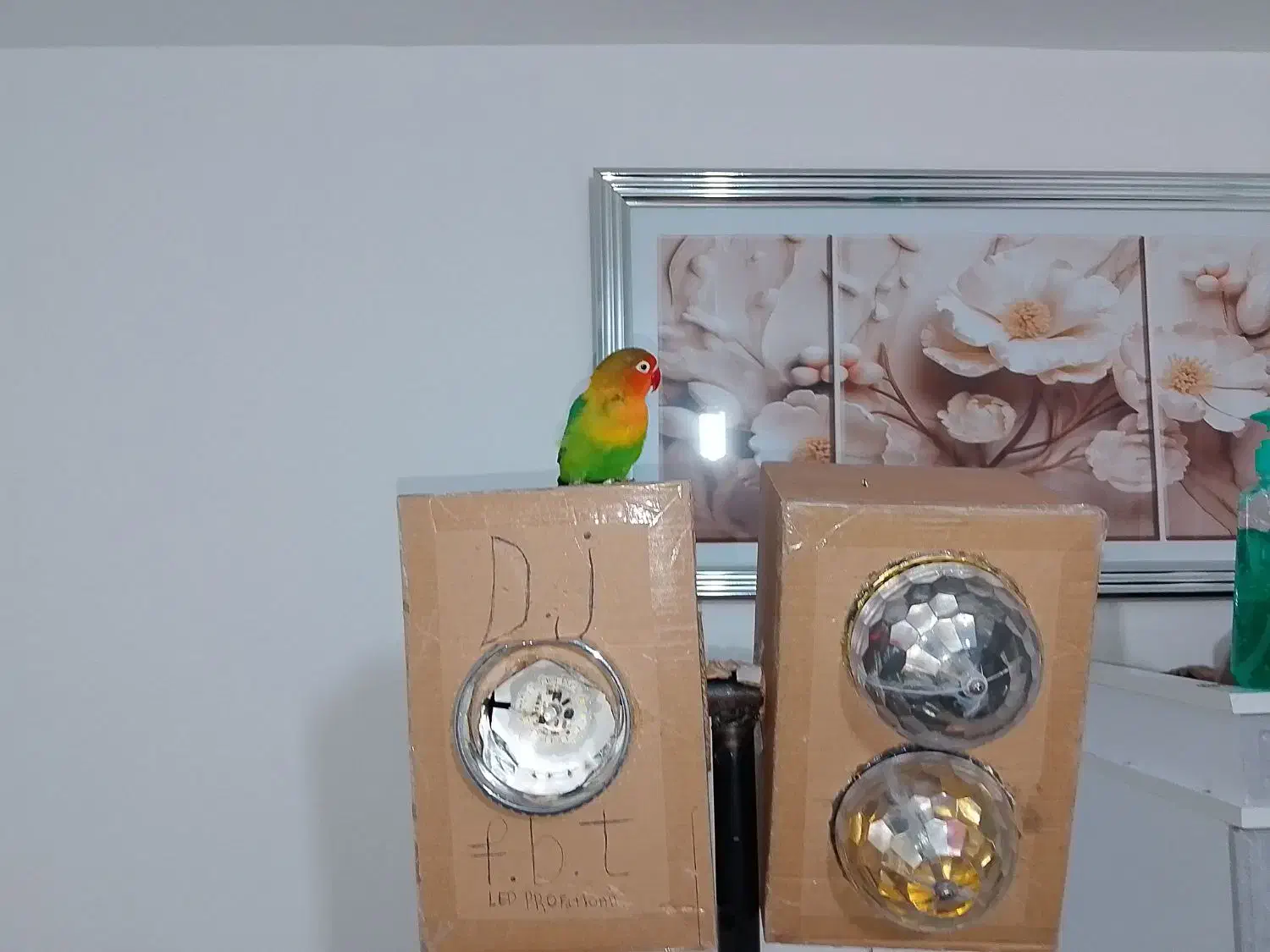 کوتوله|پرنده|چناران, |دیوار