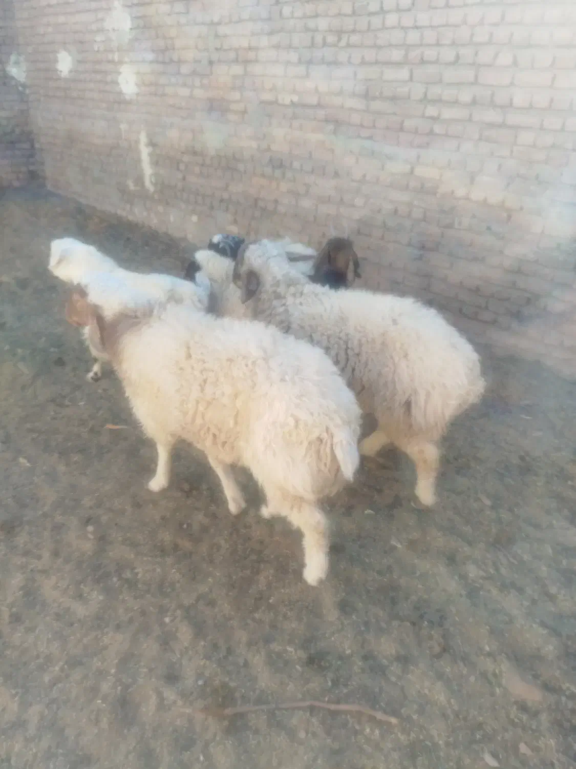 یه بره ماده ودو بره نر فروشی|حیوانات مزرعه|بیرجند, |دیوار