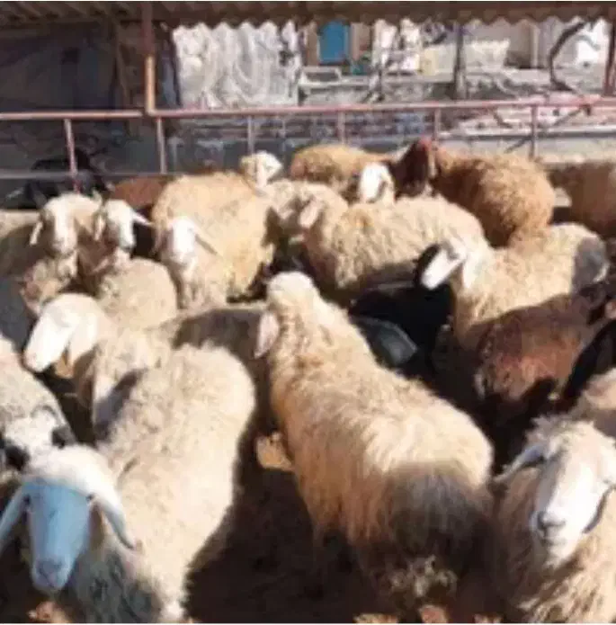 گوسفند صدرصد ارگانیک در مکان تمیز و تخفیف ۲۰ درصدی|حیوانات مزرعه|مشهد, آبکوه|دیوار