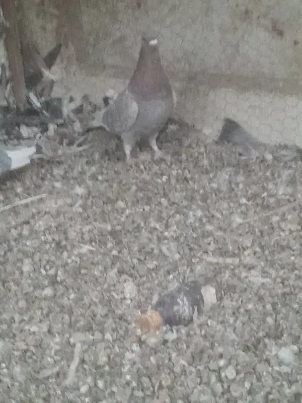 غوره ای نر|پرنده|کرمان, |دیوار