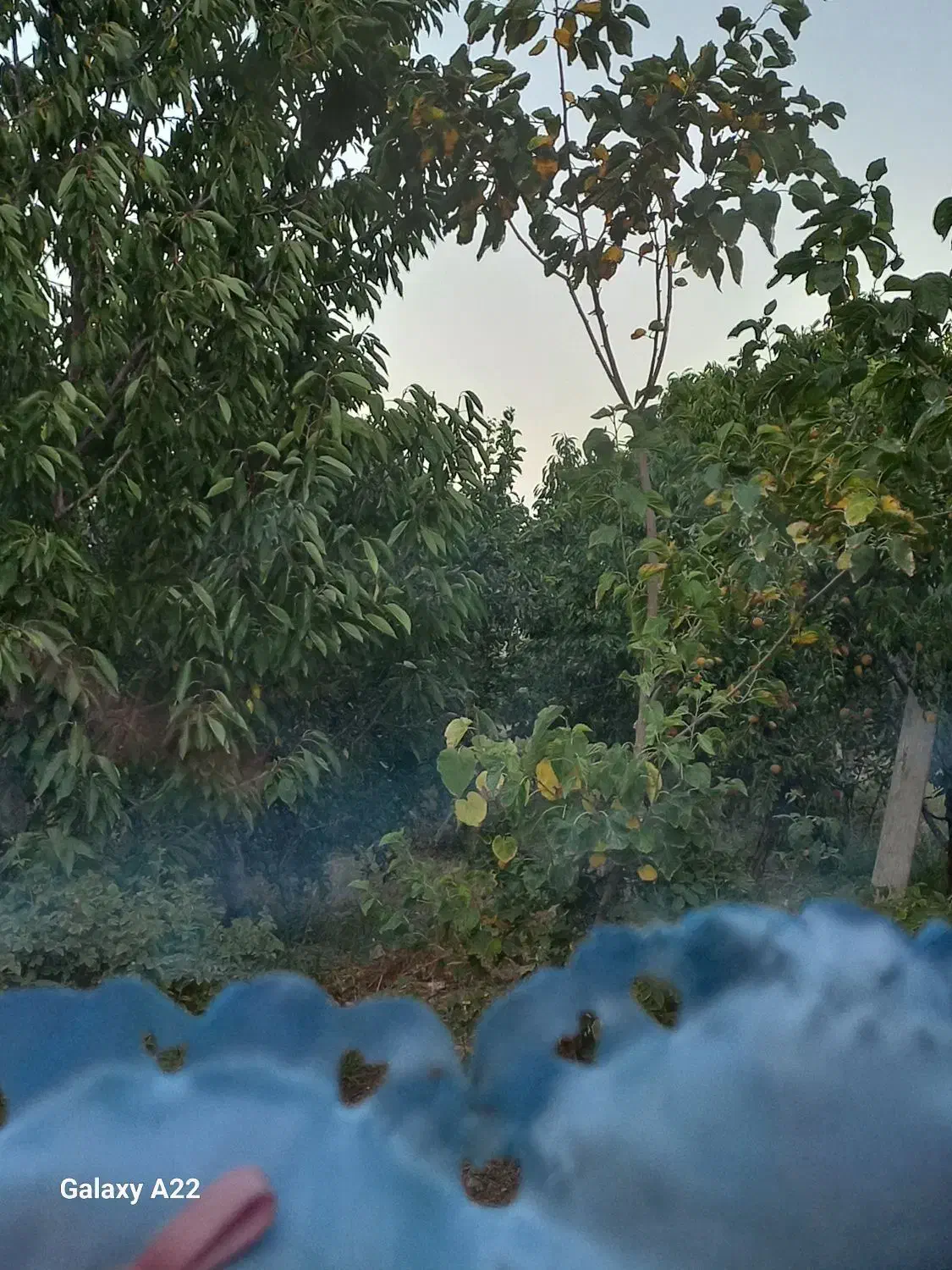 باغ میوه|فروش زمین و ملک کلنگی|خوی, |دیوار