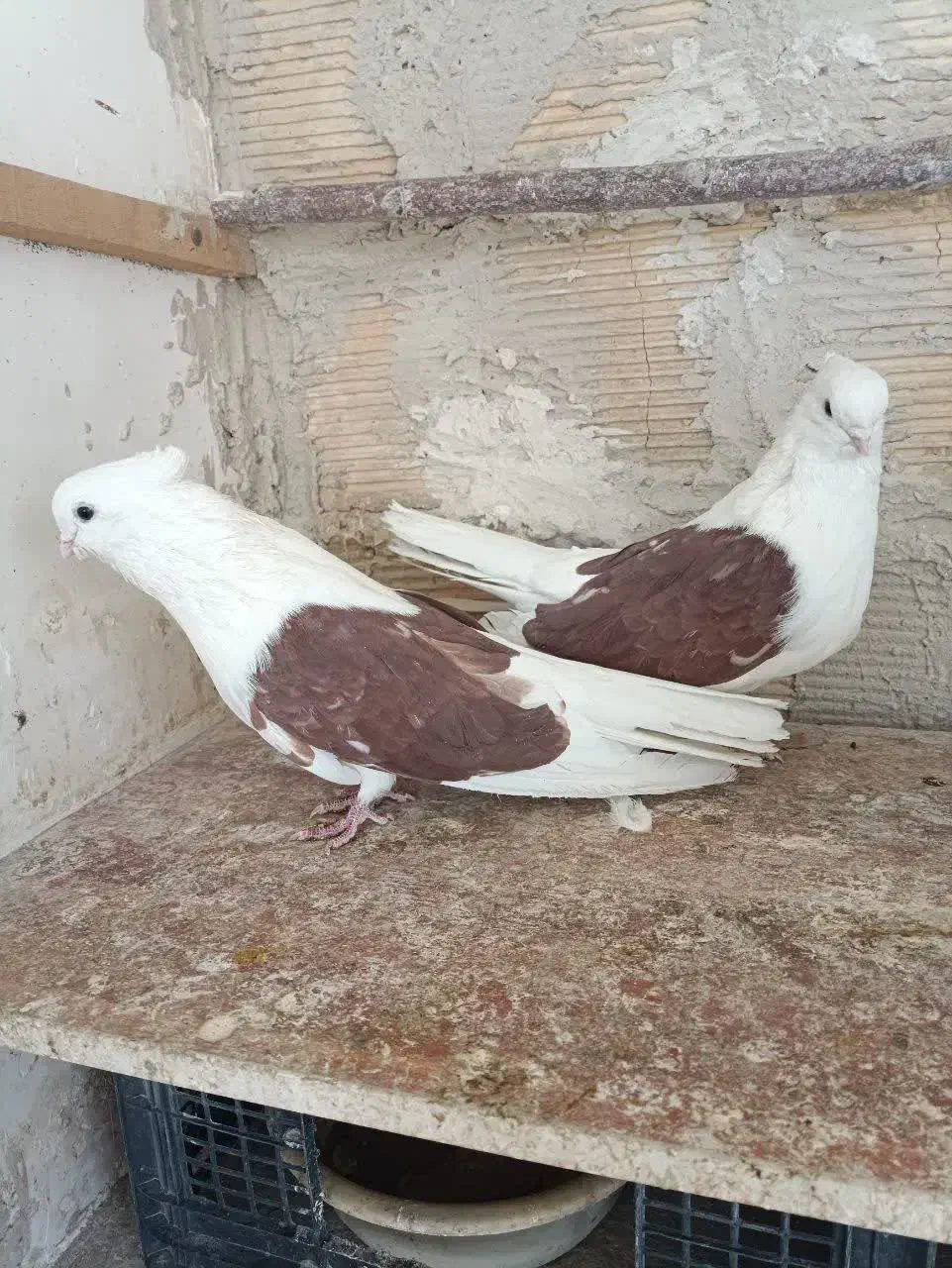 کفتر پرشی حسابی و دوکت|پرنده|میلاجرد, |دیوار