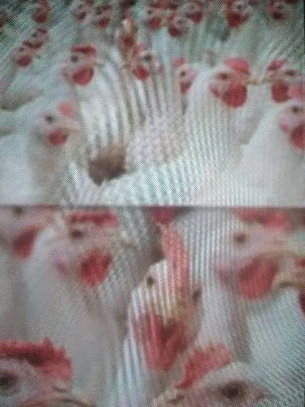 کودمرغ|خدمات باغبانی و درختکاری|چابهار, |دیوار