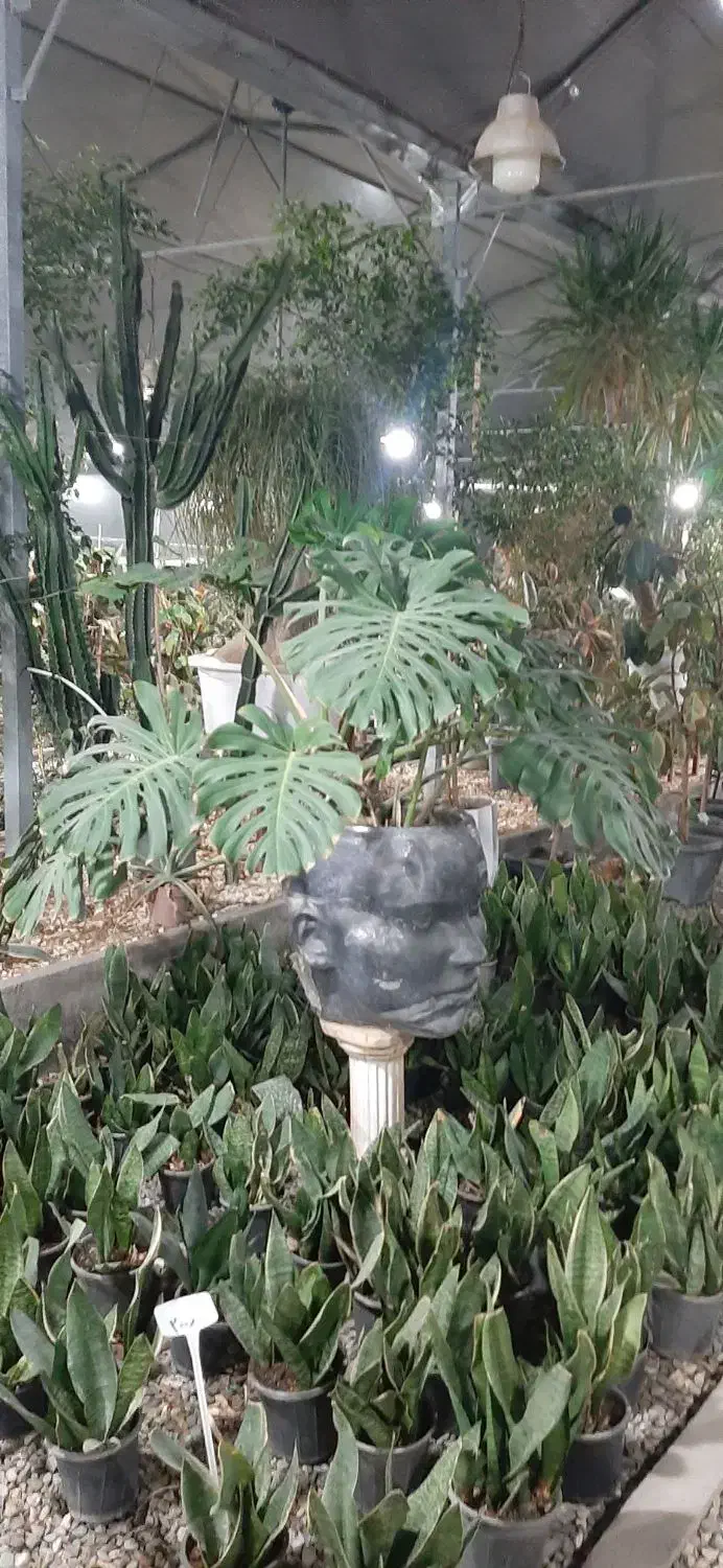 فروش ویژه گلهای آپارتمانی و ویلایی|حراج|صفادشت, |دیوار