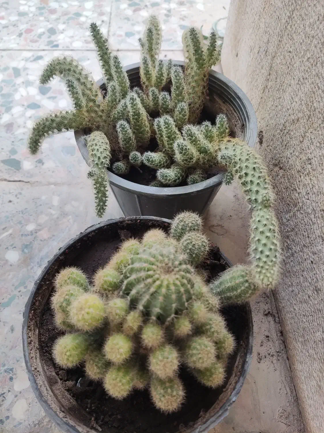 گل طبیعی خونگی|گل و گیاه طبیعی|یاسوج, |دیوار