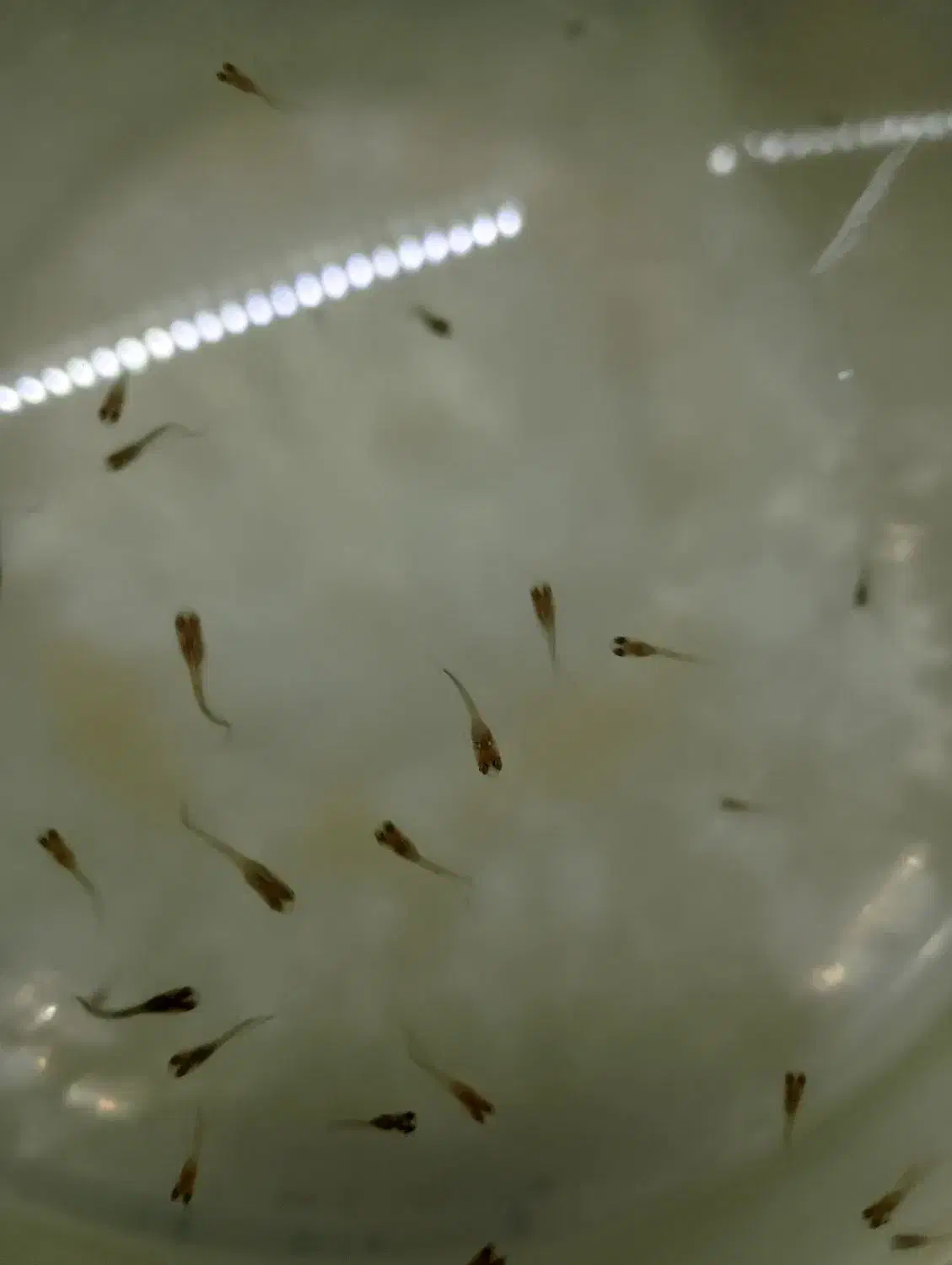 بچه ماهی گوپی بفروش میرسد|ماهی|چناران, |دیوار