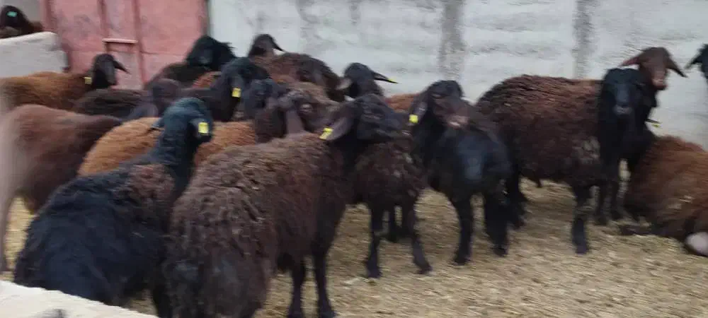 فروشنده و خری دار گوسفند،بره،گوساله،گاو|حیوانات مزرعه|تهران, تهرانپارس غربی|دیوار