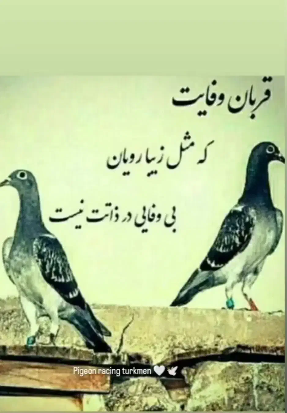 سگ حاسکی|سگ|نیشابور, مازول|دیوار