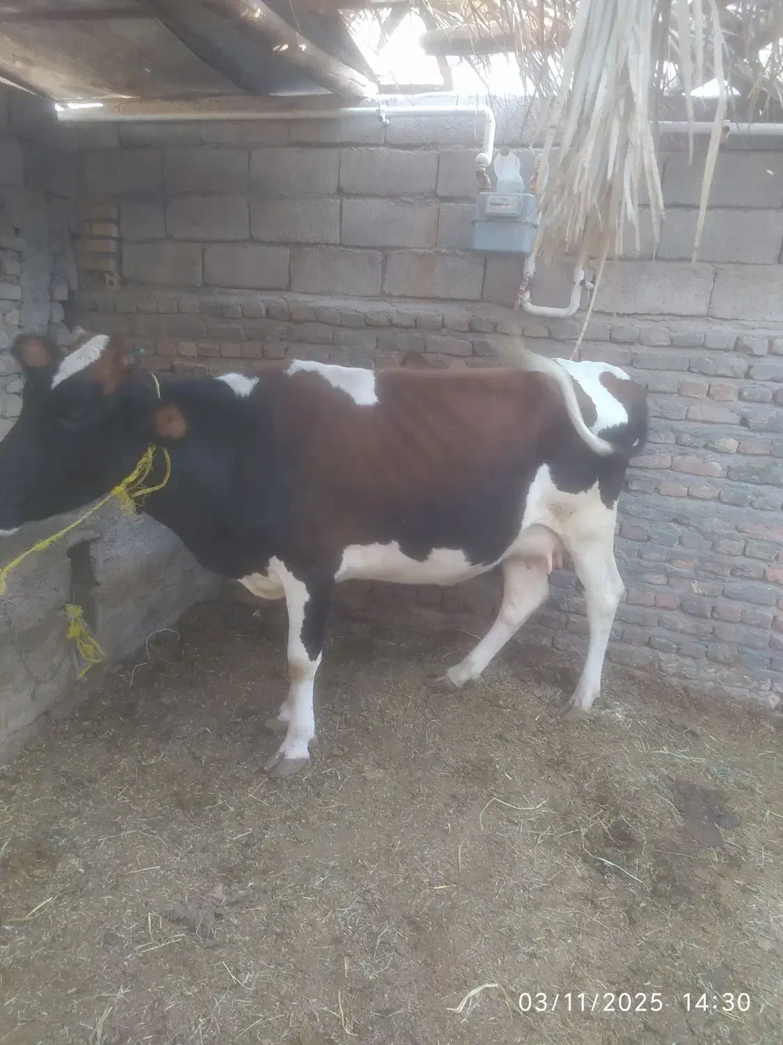 گاو طلا|حیوانات مزرعه|بم, |دیوار