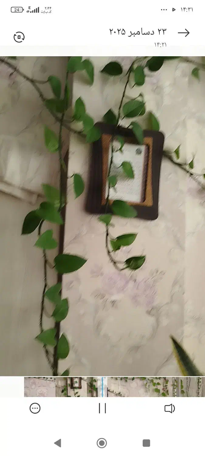 گل پوتوس 15متری|گل و گیاه طبیعی|مشهد, هفت تیر (آب و برق)|دیوار