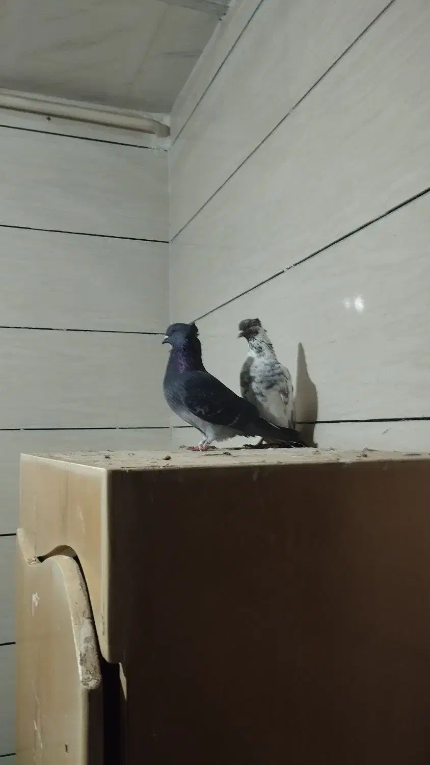 دو عدد کبوتر|پرنده|کارزان, |دیوار