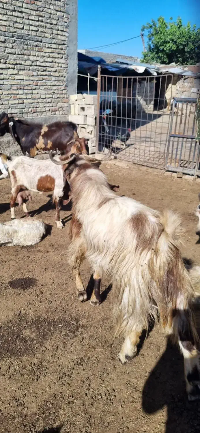 دو عدد نر بز|حیوانات مزرعه|اندیمشک, |دیوار