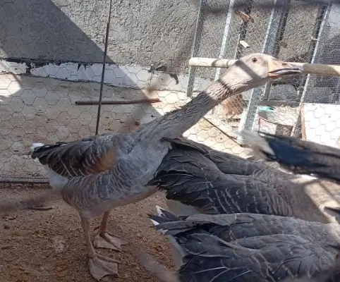غاز|حیوانات مزرعه|زاهدان, |دیوار