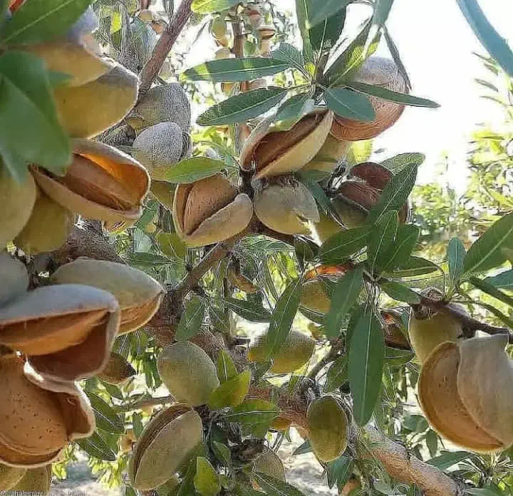 فروش انواع نهال میوه به قیمت عمده در نهالستان ما|خدمات باغبانی و درختکاری|اردبیل, |دیوار