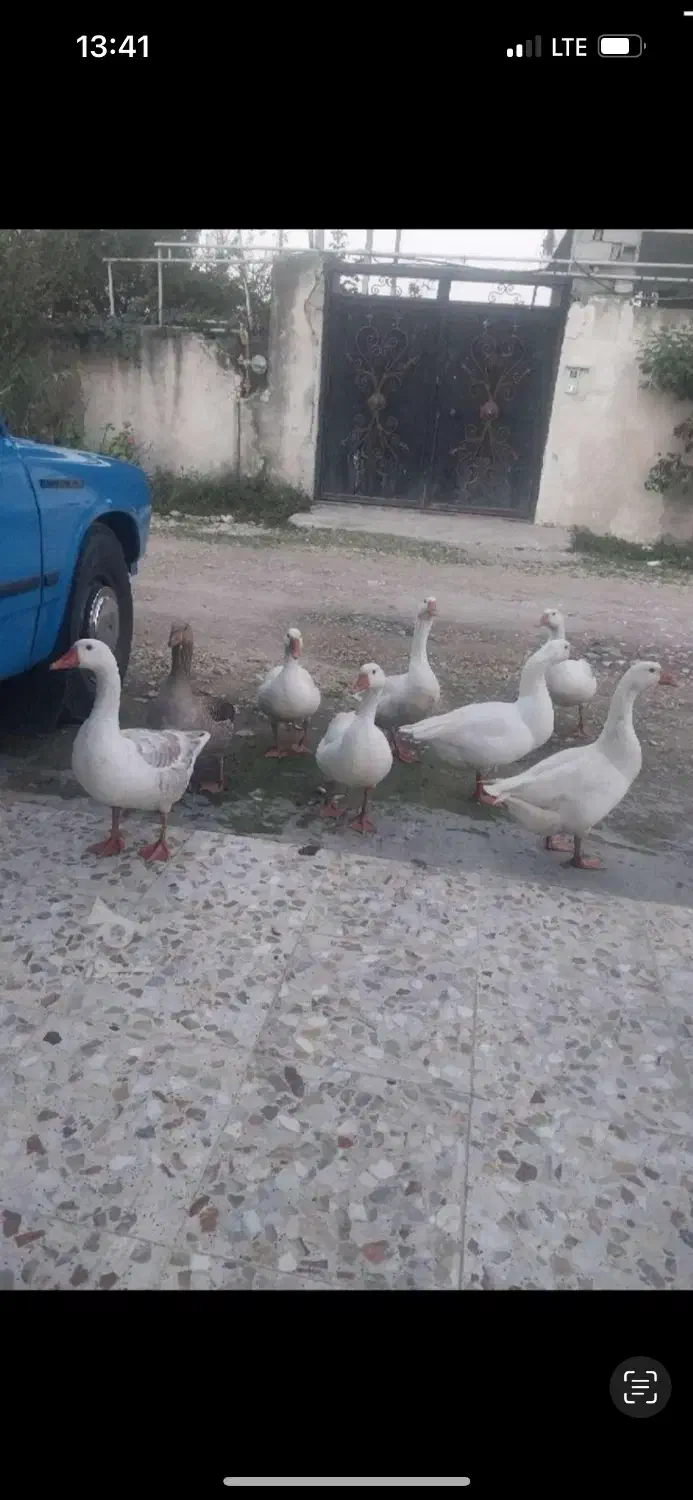 ۲۲ عدد غاز سالم و درشت|حیوانات مزرعه|ساری, |دیوار