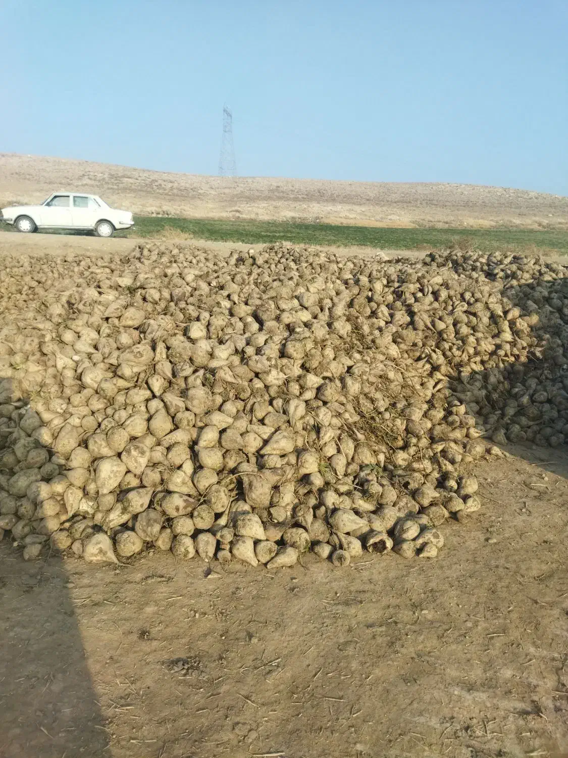 چغندر حیوانی|لوازم جانبی حیوانات|مراغه, |دیوار