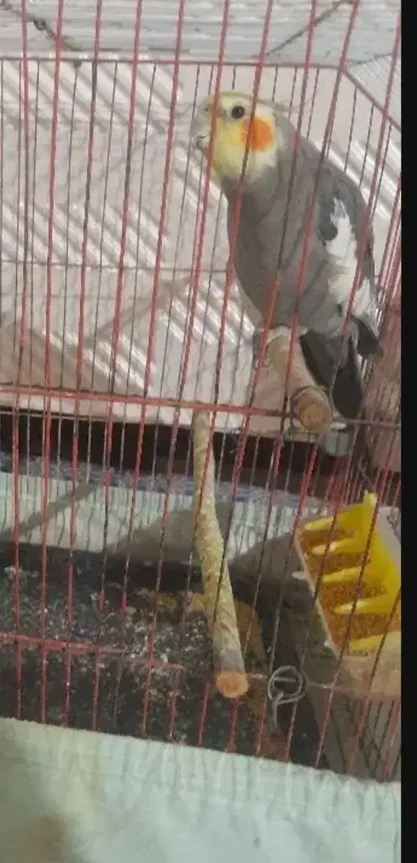 عروس هلندی نر سخنگو|پرنده|خان ببین, |دیوار