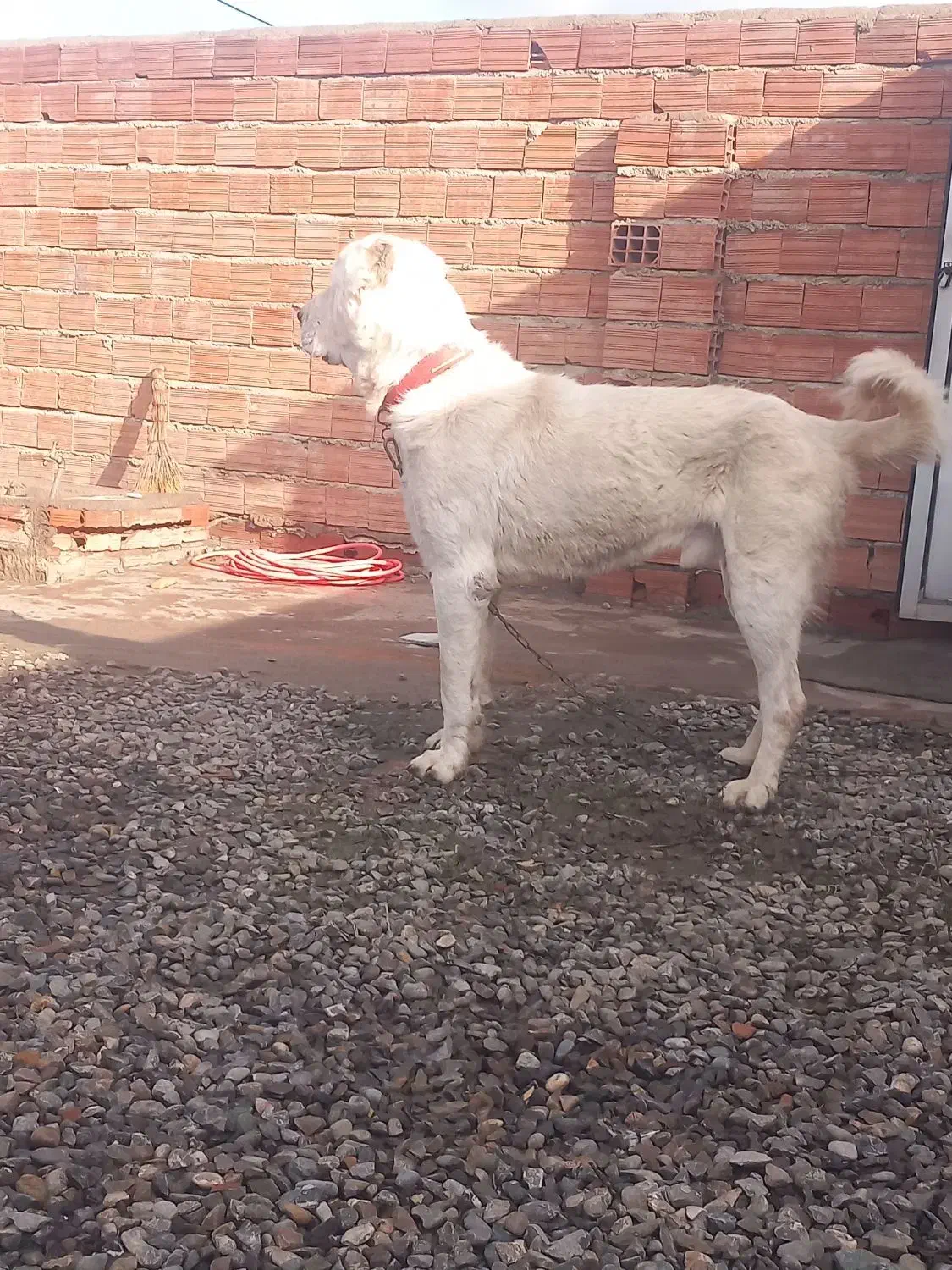 هرجادیدین زنگ بزنین لطفا|حیوانات|آق قلا, |دیوار