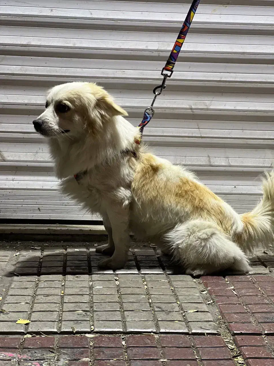 سگ خانگی|سگ|دورود, |دیوار