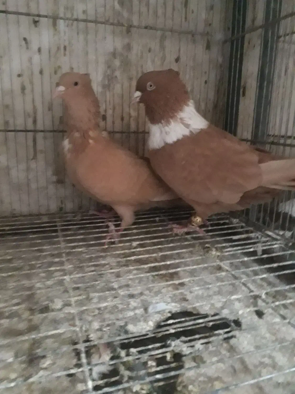 نرماده‌جفتگاه‌اس|پرنده|مشهد, رضاییه|دیوار