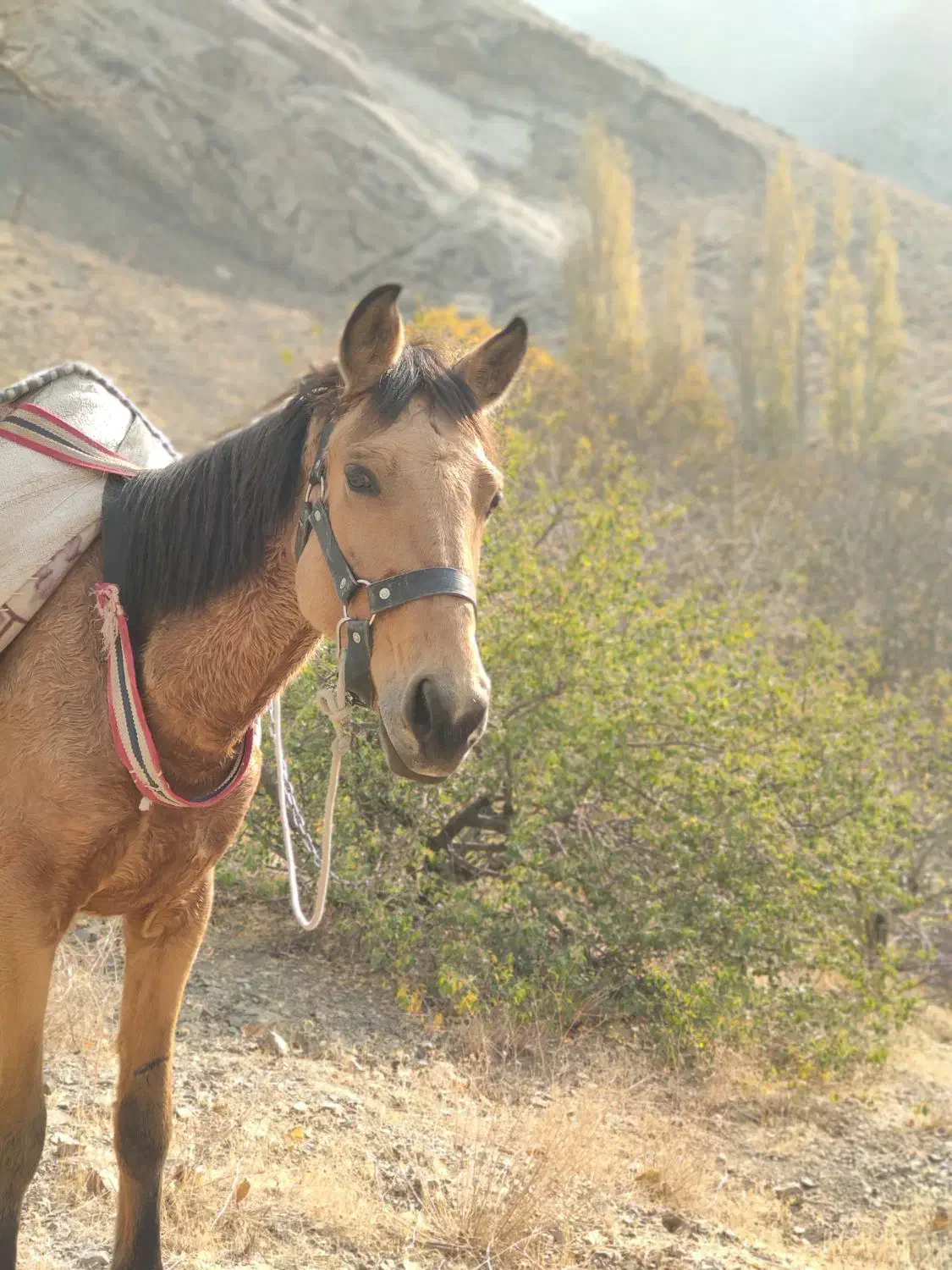 اسب ترکمن|اسب و تجهیزات اسب‌سواری|آسارا, |دیوار