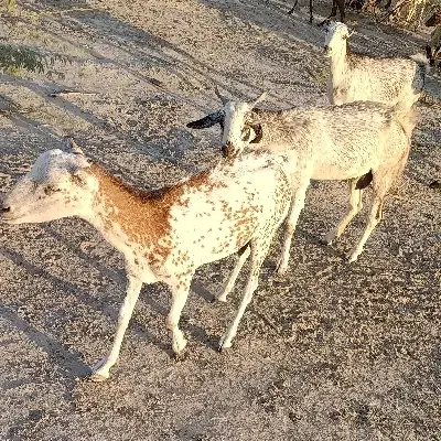 کهره ،بره ، بز ،میش زاییده|حیوانات مزرعه|میناب, |دیوار