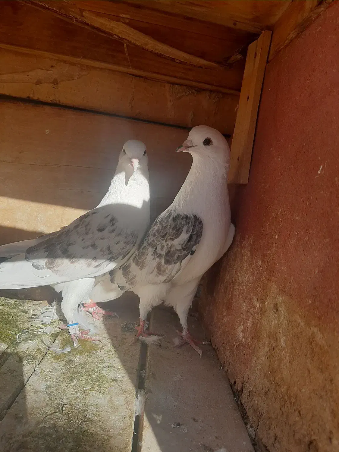 کفتر گمشده|حیوانات|شاهرود, |دیوار