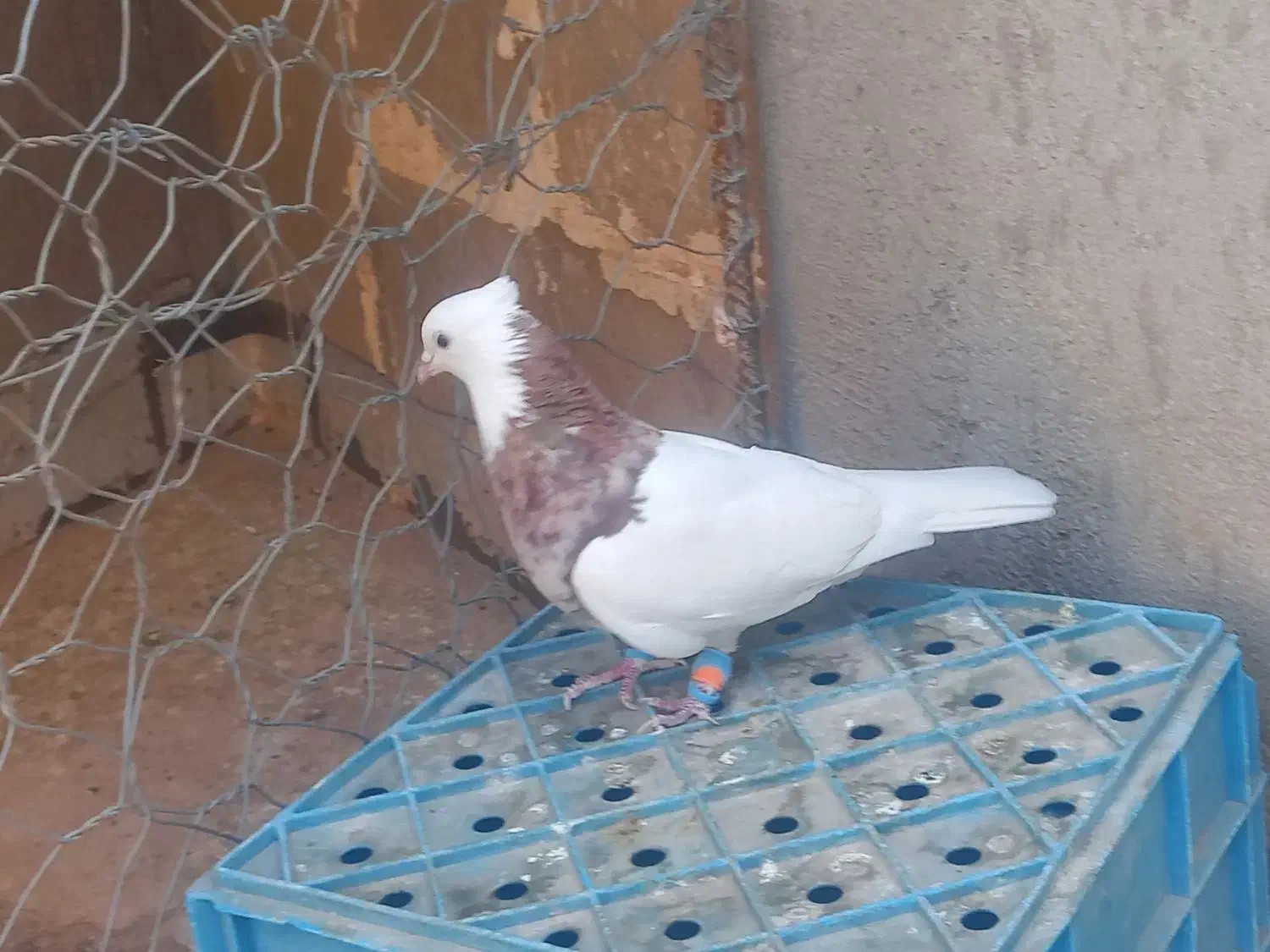 طوقی هفت رنگ|پرنده|سبزوار, دانشگاه آزاد|دیوار