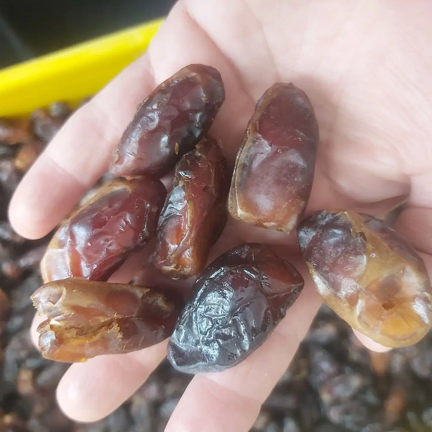 خرما شهابی پاک کرده وشسته شده به صورت فله|خوردنی و آشامیدنی|آبپخش, |دیوار