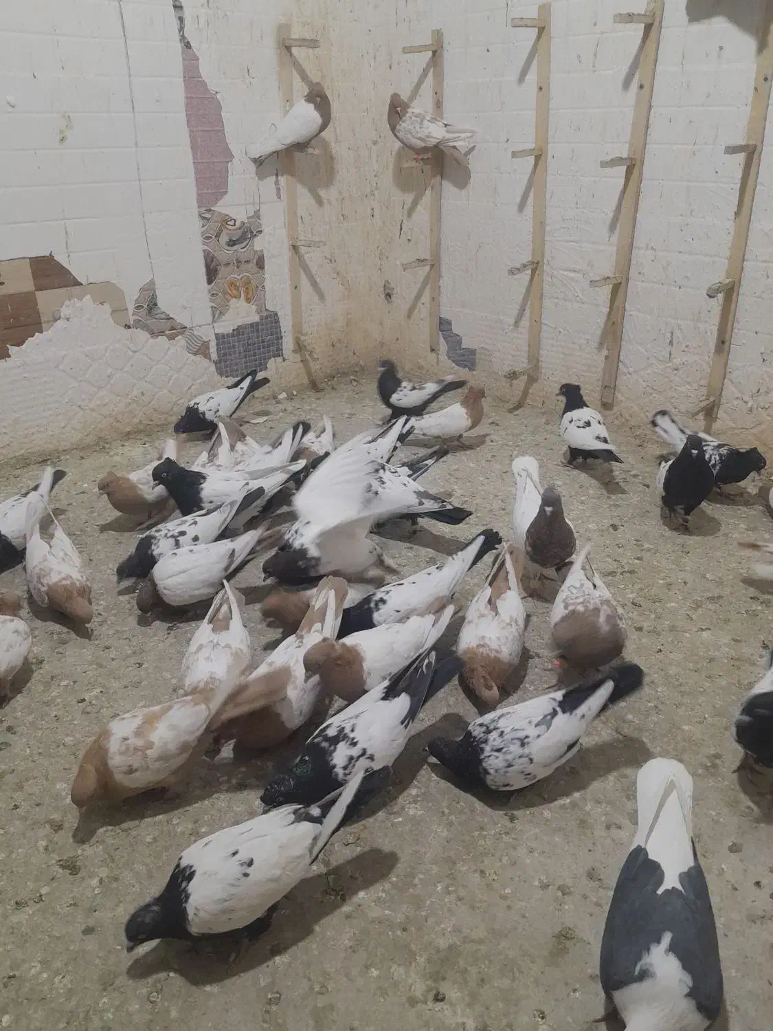 کبوتر سینه سیاه و سینه زرد کاکل شاخدار|پرنده|مه ولات, |دیوار