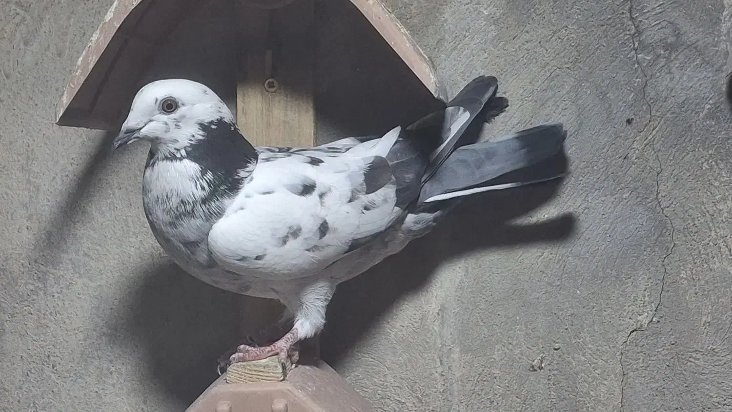 کبوتر|پرنده|دهلران, |دیوار