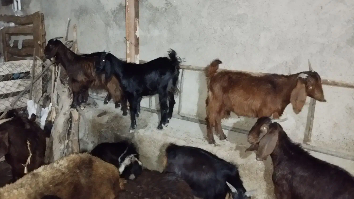 بی نژدی دونه 5|حیوانات مزرعه|دورود, |دیوار