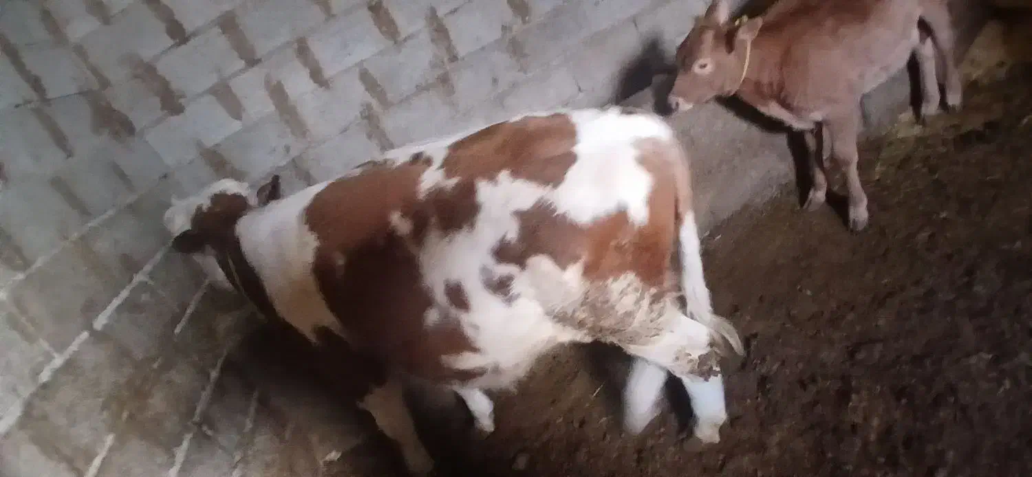 گاو سمینتال اصل|حیوانات مزرعه|مشگین شهر, |دیوار